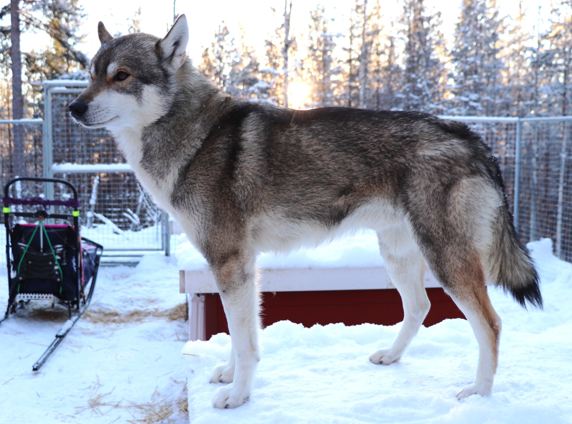 VRH "C" RUFFIAN´S LEGEND